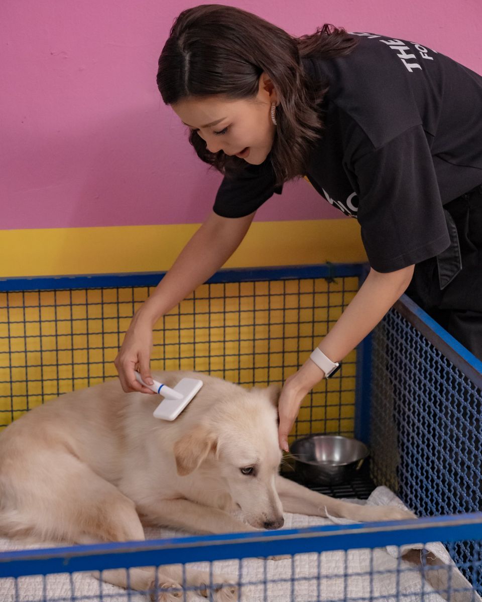 Kae brushing an older white dog in the ward