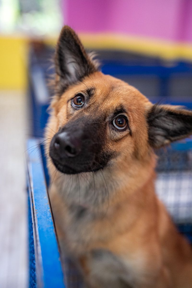 A foundation dog tilting its head at the camera