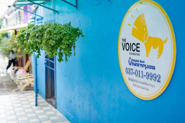 The Voice Foundation