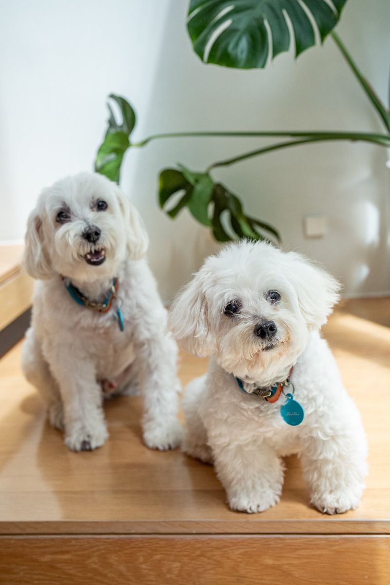 Two of Kae’s dogs at home