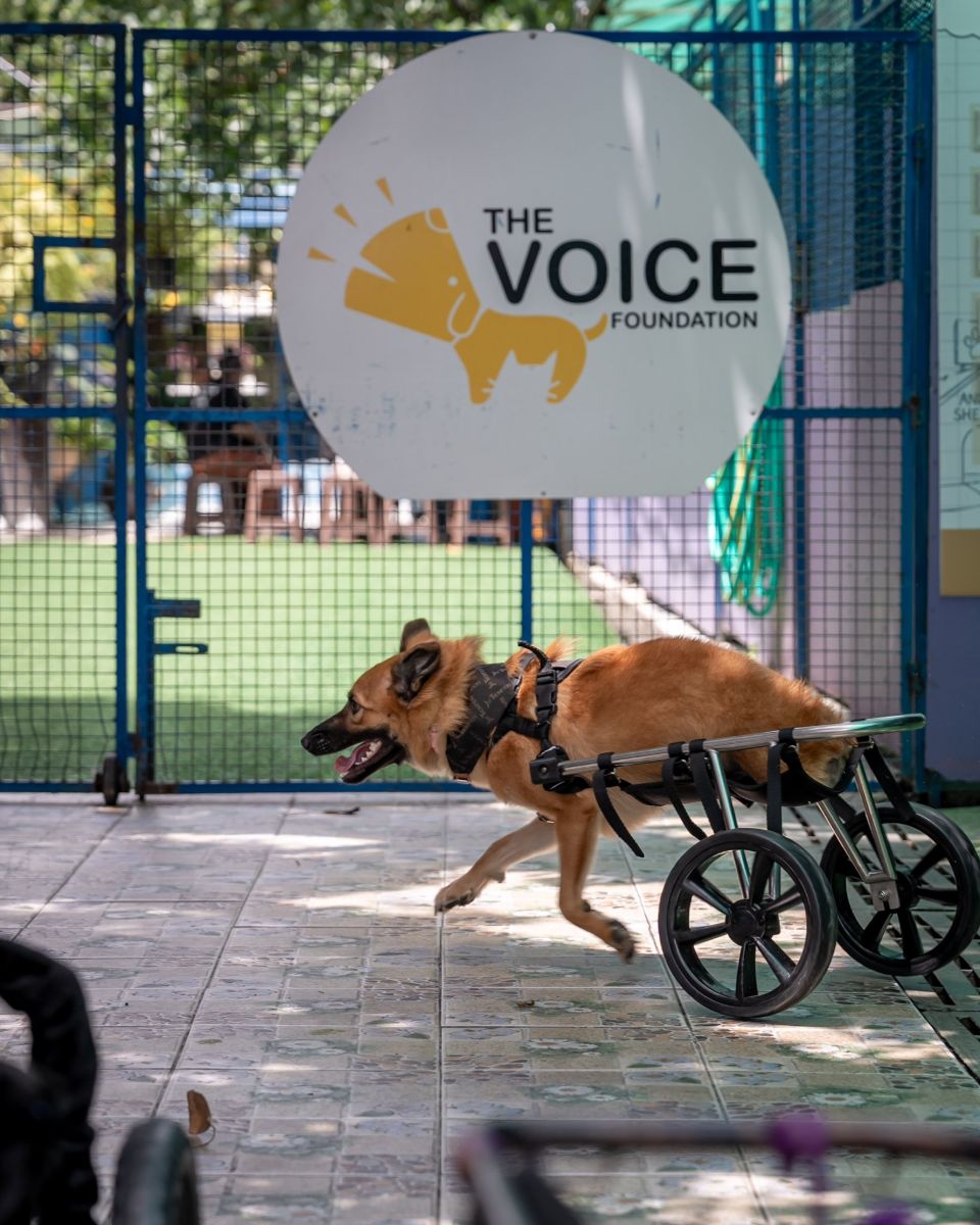 A dog in a steel wheelchair running in the courtyard
