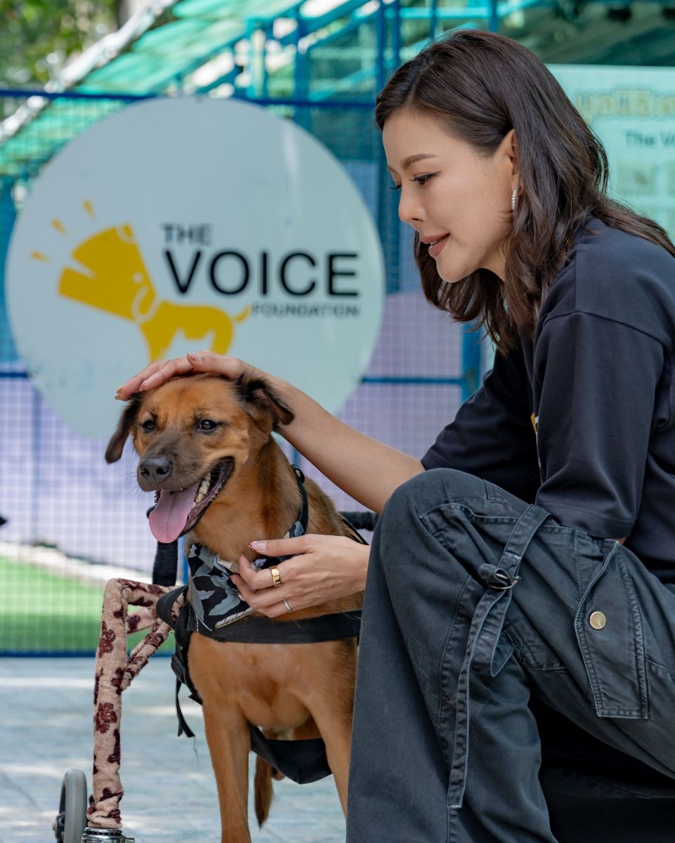 A dog in a wheelchair under The Voice Foundation sign